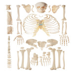 Unassembled Male Homoskeleton Model